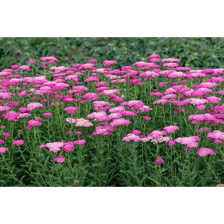 Achillea mil. 'Skysail Bright Pink'-Cickafark