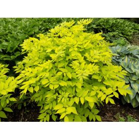 Aralia cordata 'Sun King'-Szívlevelű arália