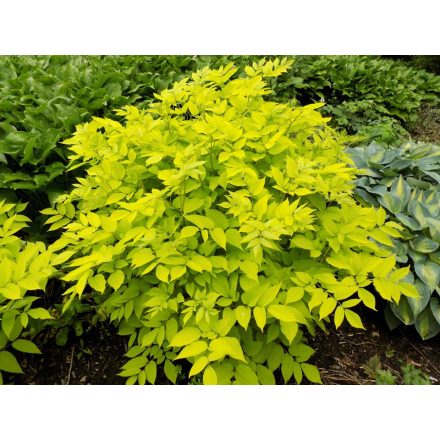 Aralia cordata 'Sun King'-Szívlevelű arália