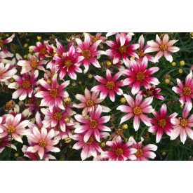   Coreopsis verticillata 'Sunstar Rose'-Keskenylevelű menyecskeszem