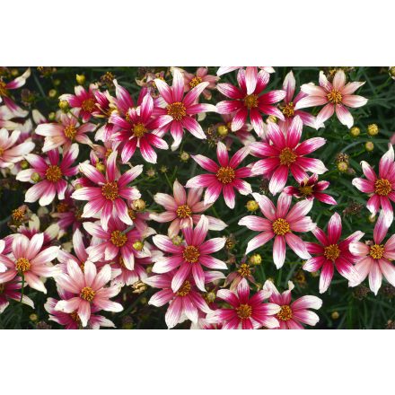 Coreopsis verticillata 'Sunstar Rose'-Keskenylevelű menyecskeszem
