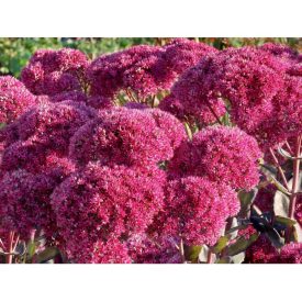 Sedum telephium 'Thunderhead'-Kárpáti varjúháj