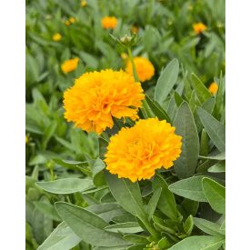   Coreopsis grandiflora 'Solanna Golden sphere'-Menyecskeszem