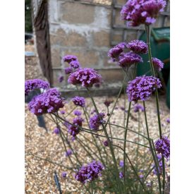 Verbena Bonariensis-Ernyős verbéna