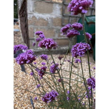 Verbena Bonariensis-Ernyős verbéna