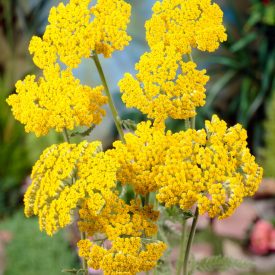  Achillea filipen. 'Coronation Gold'-Sárga cickafark