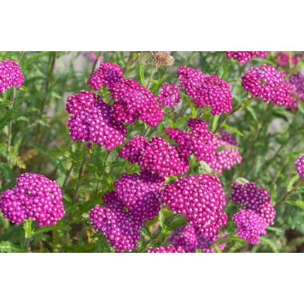Achillea New Vintage 'Violet'-Cickafark TW