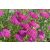 Achillea New Vintage 'Violet'-Cickafark TW