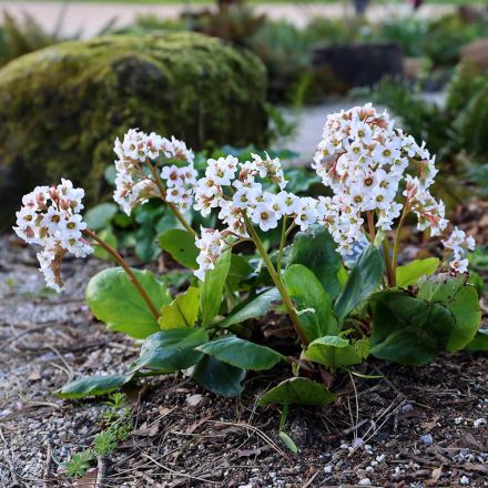 Bergenia 'Bressingham White'-fehér virágú szívlevelű bőrlevél
