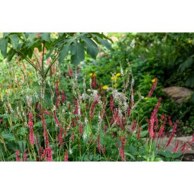   Bistorta amplexicaulis 'Keep Smiling'-Szárölelő keserűfű
