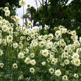 Cephalaria gigantea-Óriás Fejvirág