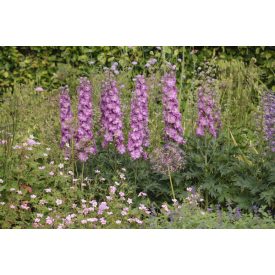 Delphinium DELGENIUS 'Chantay'-Évelő szarkaláb