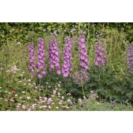 Delphinium DELGENIUS 'Chantay'-Évelő szarkaláb