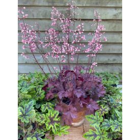 Heuchera 'Princess Diana'-Tűzeső