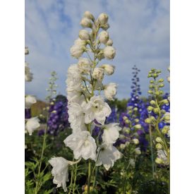 Delphinium 'Moonbeam'-Évelő szarkaláb