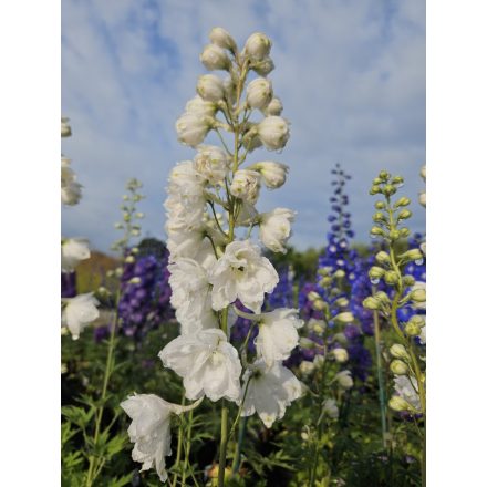 Delphinium 'Moonbeam'-Évelő szarkaláb