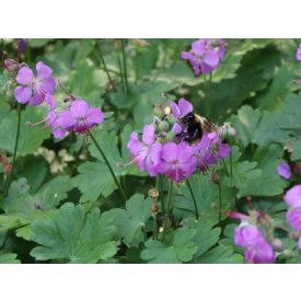 Geranium x cantabrigiense 'Cambridge'-Gólyaorr