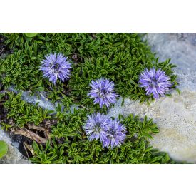 Globularia repens-Kúszó gubóvirág