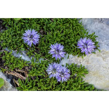 Globularia repens-Kúszó gubóvirág
