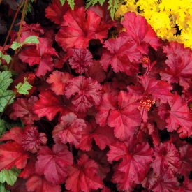 Heuchera 'Fire Chief'-Tűzeső