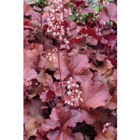 Heuchera 'Red Sea'-Tűzeső