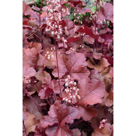 Heuchera 'Red Sea'-Tűzeső