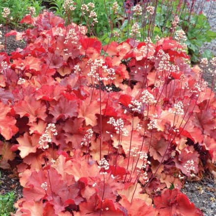 Heuchera 'Rio'-Tűzeső