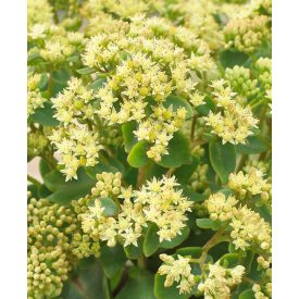 Hylotelephium CENSATION 'Honey Gold'-Varjúháj