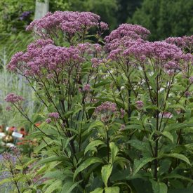 Eupatorium dubium 'Baby Joe'-Sédkender