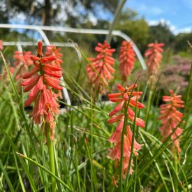 Kniphofia 'Redhot Popsicle'-Fáklyaliliom