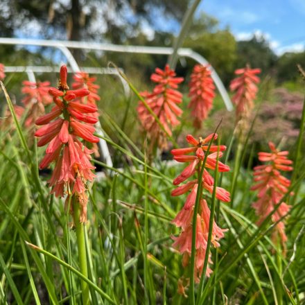 Kniphofia 'Redhot Popsicle'-Fáklyaliliom