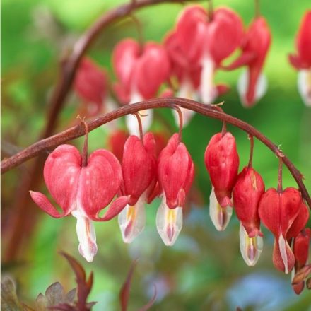 Lamprocapnos spectabilis 'Valentine'-Nagy szívvirág