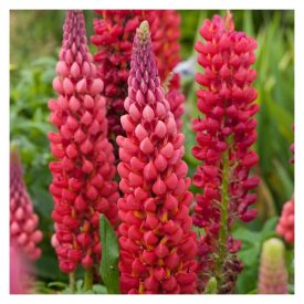 Lupinus polyphyllus WEST. Beefeater-Csillagfürt