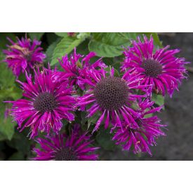 Monarda didyma 'Bee-Free'-Méhbalzsam