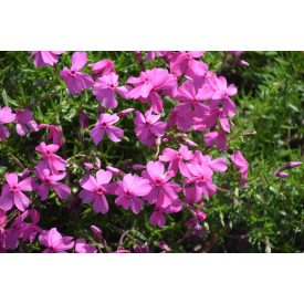 Phlox subulata EARLY SPRI. Light Pink-Kúszó lángvirág