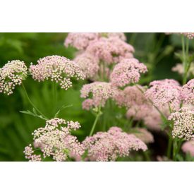 Pimpinella major 'Rosea'-Erdei Ánizs