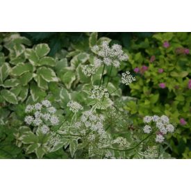   Aegopodium podagraria 'variegata'-Tarka levelű podagrafű