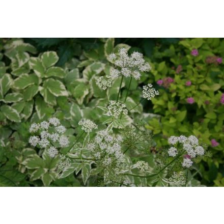 Aegopodium podagraria 'variegata'-Tarka levelű podagrafű