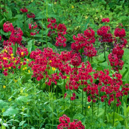 Primula japonica 'Miller's Crimson'-Japán Kankalin