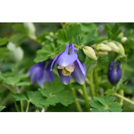   Aquilegia flabellata 'Ministar'-Japán törpe harangláb