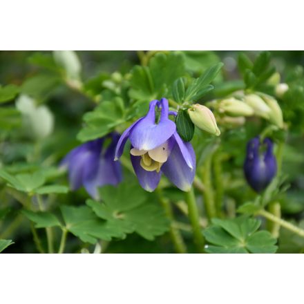 Aquilegia flabellata 'Ministar'-Japán törpe harangláb