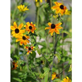   Rudbeckia triloba 'Prairie Glow'-Háromkaréjú kúpvirág