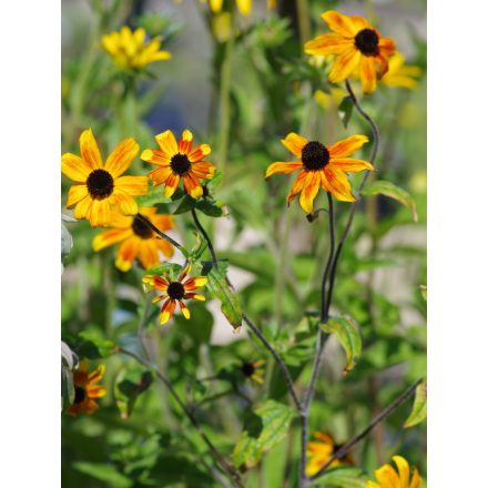 Rudbeckia triloba 'Prairie Glow'-Háromkaréjú kúpvirág