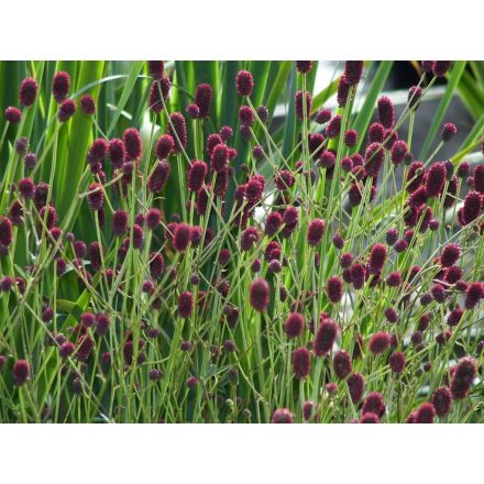 Sanguisorba officinalis 'Tanna'-Őszi vérfű