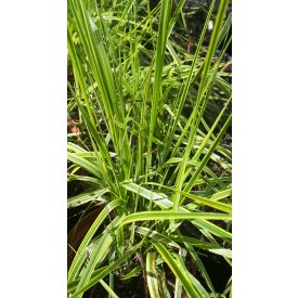   Alopecurus pratensis 'Aureovariegatus'-Aranytarka réti ecsetpázsit