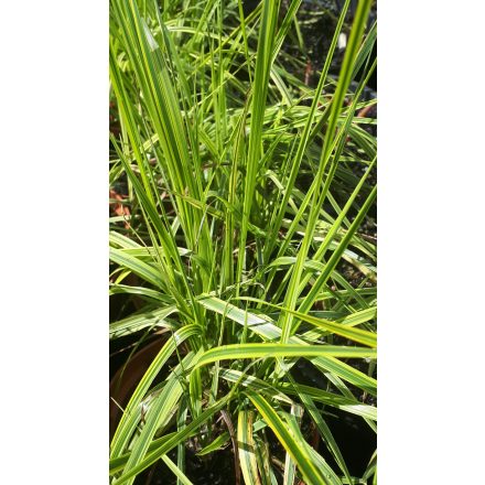 Alopecurus pratensis 'Aureovariegatus'-Aranytarka réti ecsetpázsit