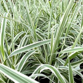 Arundo donax 'Variegata'-Tarka levelű olasznád