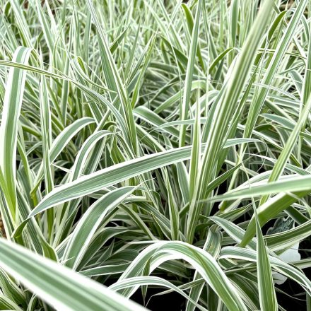 Arundo donax 'Variegata'-Tarka levelű olasznád