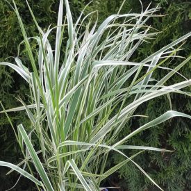   Calamagrostis acutiflora 'Overdam'-Tarka Nádtippan