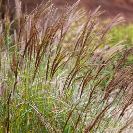 Miscanthus sinensis 'Cute One'-Japán díszfű